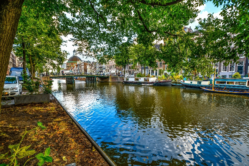 Tree water boat bridge