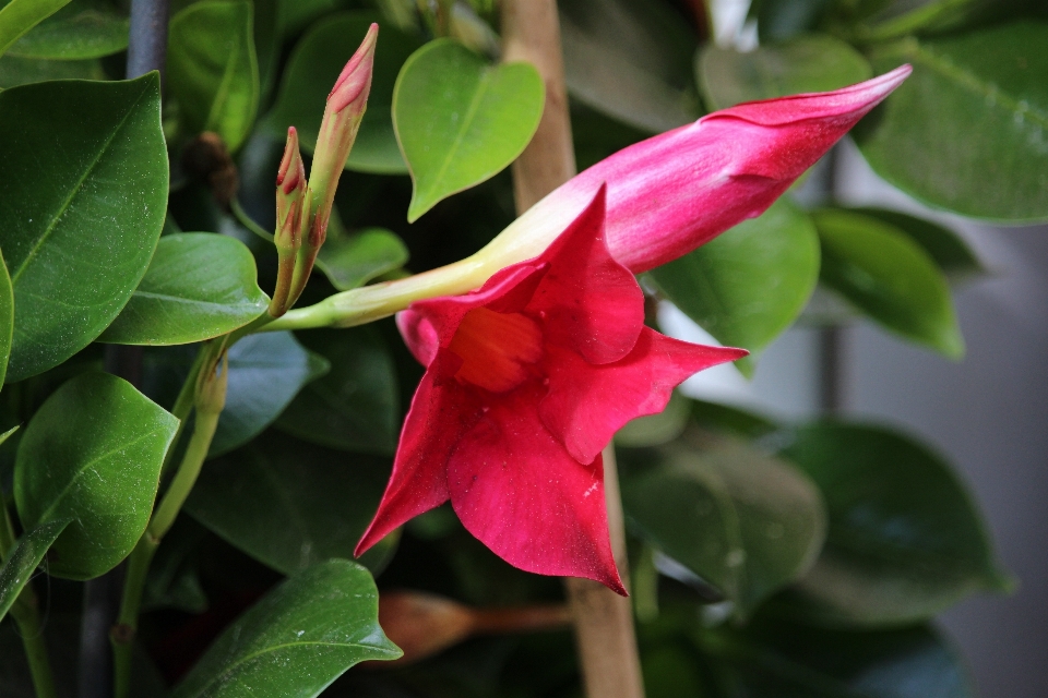 Pianta foglia fiore rosso