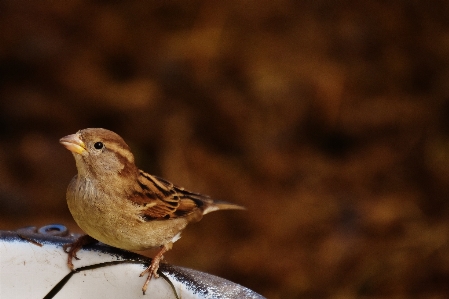 自然 ブランチ 鳥 動物 写真