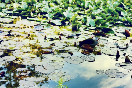 Baum wasser natur zweig Foto