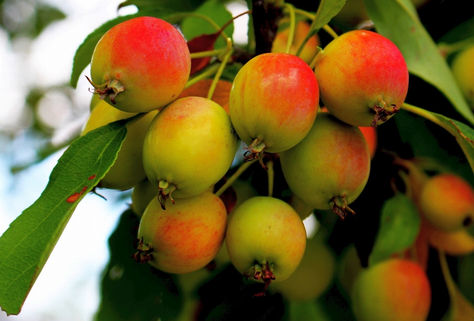 Apple tree nature branch