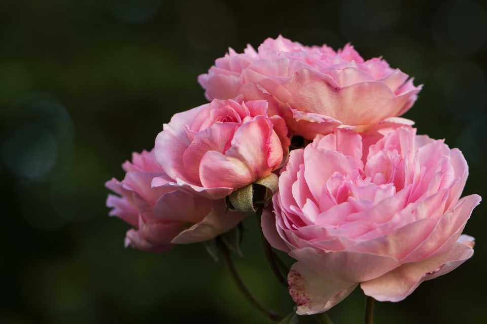 花 植物 花弁 薔薇