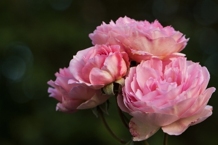 Blossom plant flower petal Photo