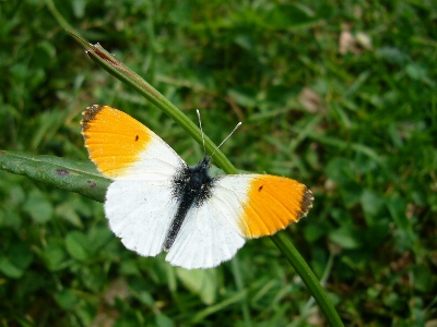 Nature grass wing meadow Photo