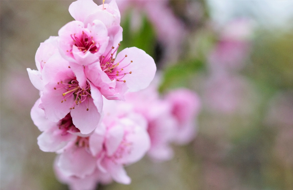 Nature branch blossom plant