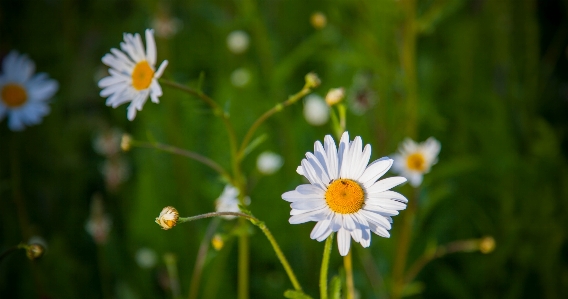 Nature grass blossom plant Photo