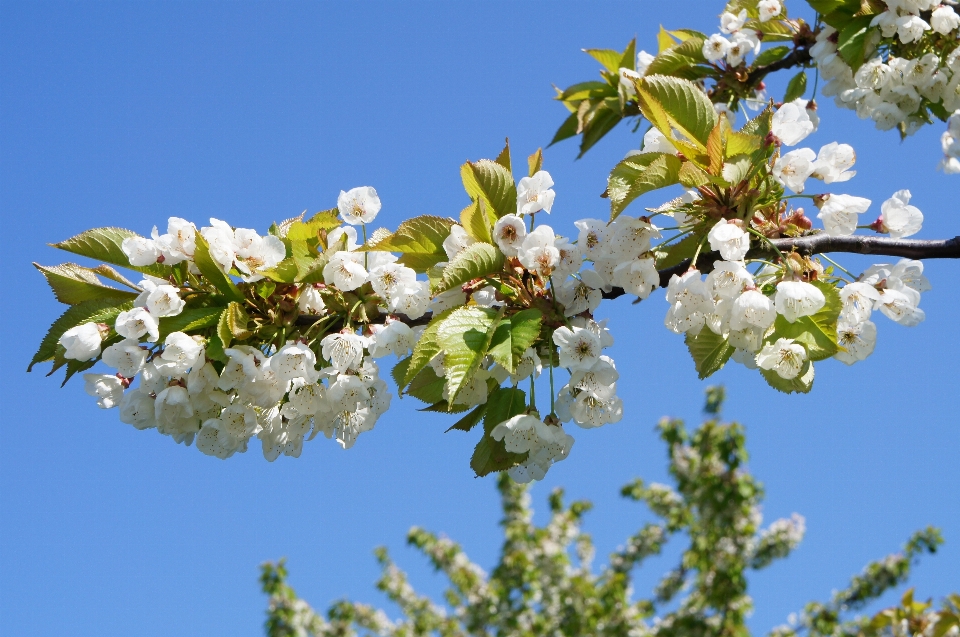 árvore filial florescer plantar