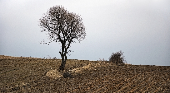 Foto Paesaggio albero natura orizzonte