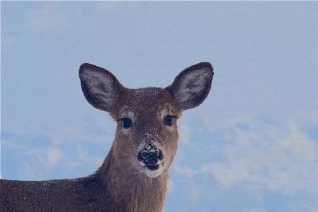 雪 冬 白 甘い 写真