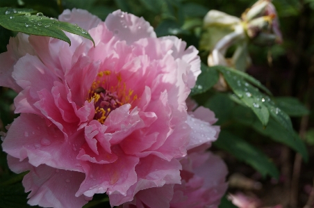 Blossom plant flower petal Photo