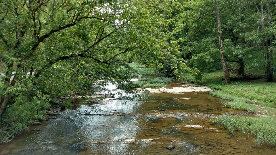 Landschaft baum wasser natur