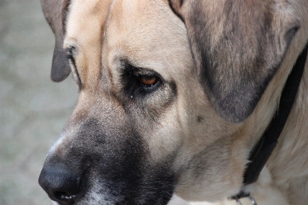 Foto Anak anjing bulu mamalia