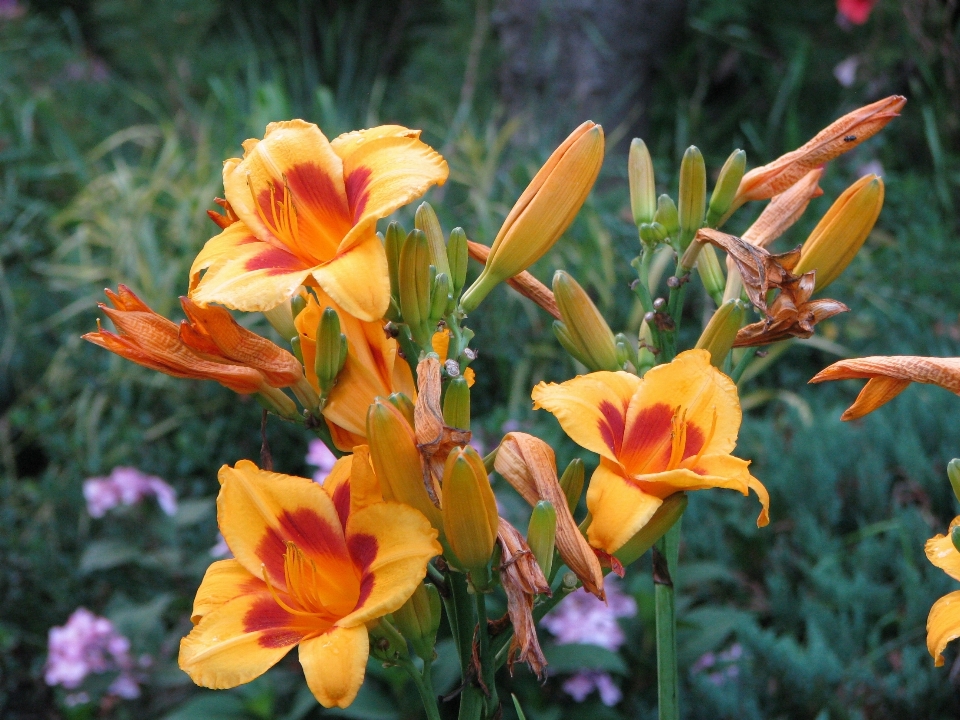 自然 アウトドア 花 植物