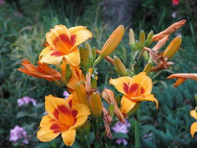 Nature outdoor blossom plant Photo