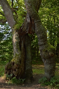 Tree nature forest branch Photo