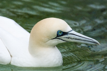 Bird animal seabird wildlife Photo