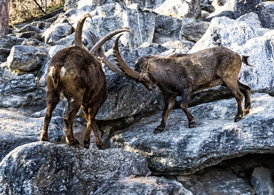 Rock フェンス 動物 野生動物