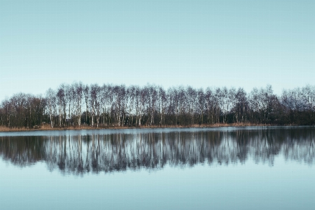 Tree water nature marsh Photo