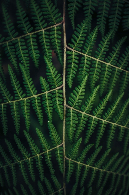 鸟 翅膀 植物 叶子