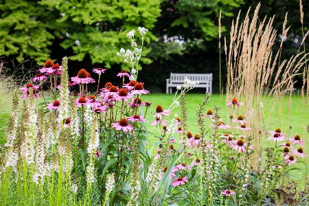 Nature grass plant field Photo