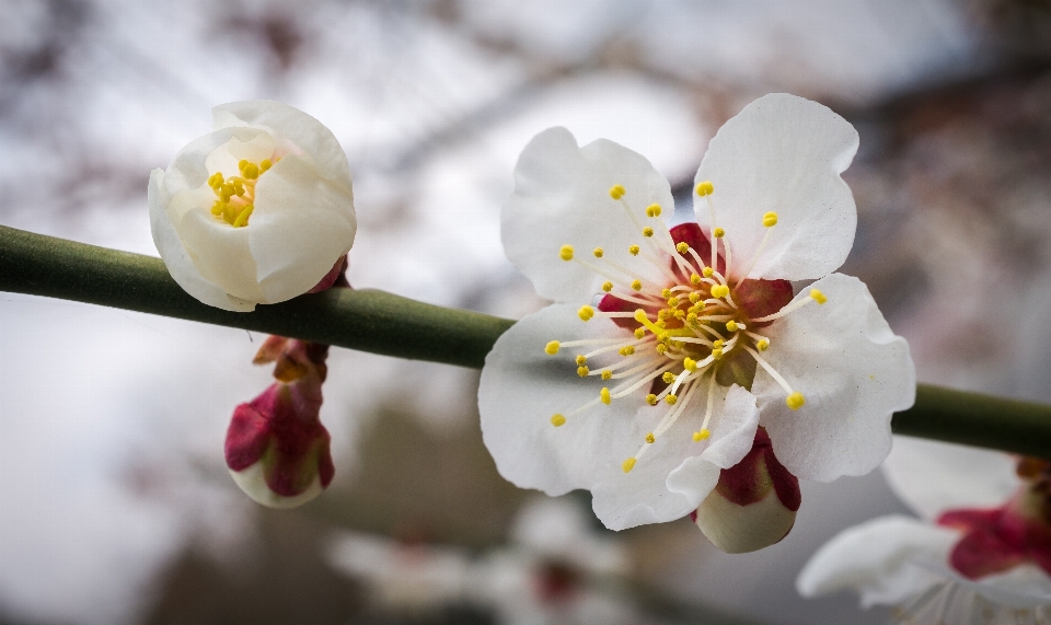 Natura ramo fiore pianta