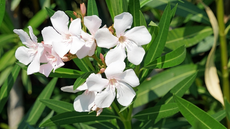 Blossom plant flower bloom