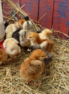 Vogel bauernhof scheune niedlich Foto