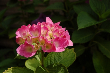 Natur blüte anlage blume Foto