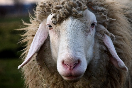 Foto Alam melihat satwa kambing