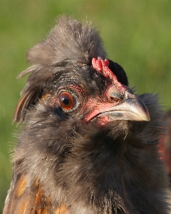 Bird farm wildlife beak Photo