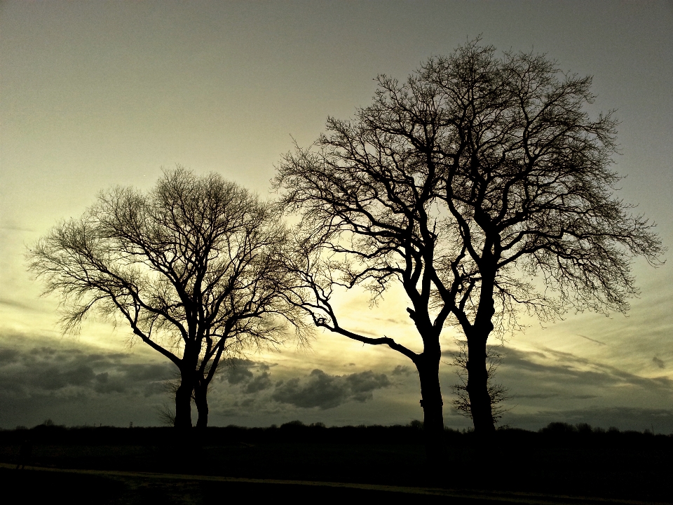 Landscape tree nature forest