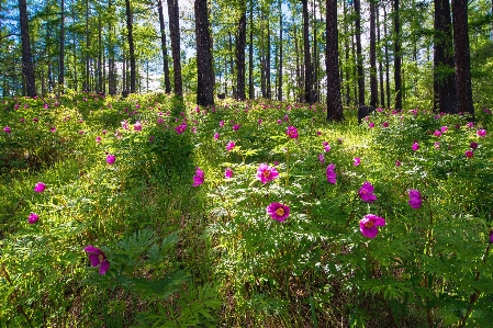 Foto Bosque planta camino prado
