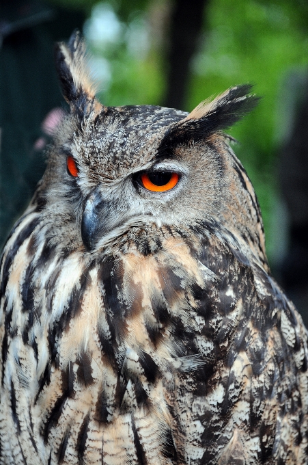 Oiseau faune le bec hibou