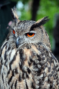 Foto Pájaro fauna silvestre pico búho