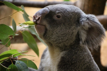 Wildlife zoo beak rest Photo