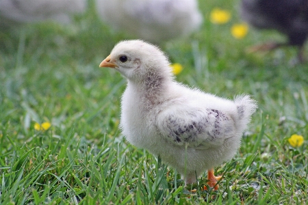 Foto Césped pájaro granja dulce