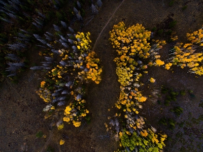 Foto árvore natureza floresta plantar