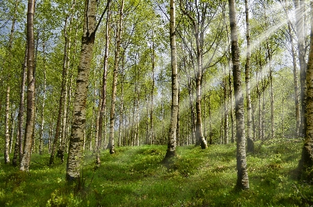 Tree nature forest grass Photo