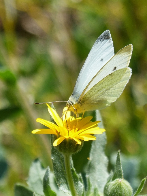 Natura pianta prato
 dente di leone