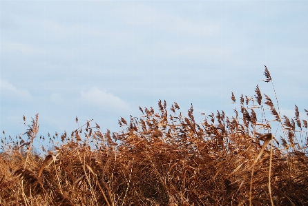 自然 草 植物 空 写真