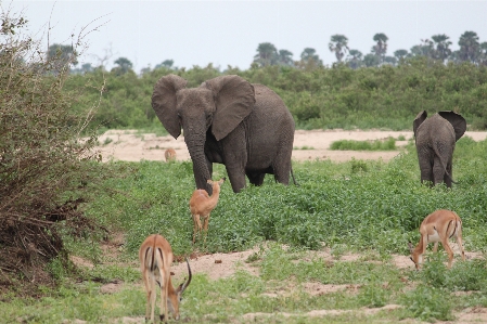 Adventure animal wildlife herd Photo