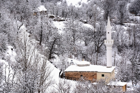 Foto árvore natureza neve inverno