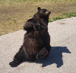 犬 クマ 動物園 哺乳類 写真