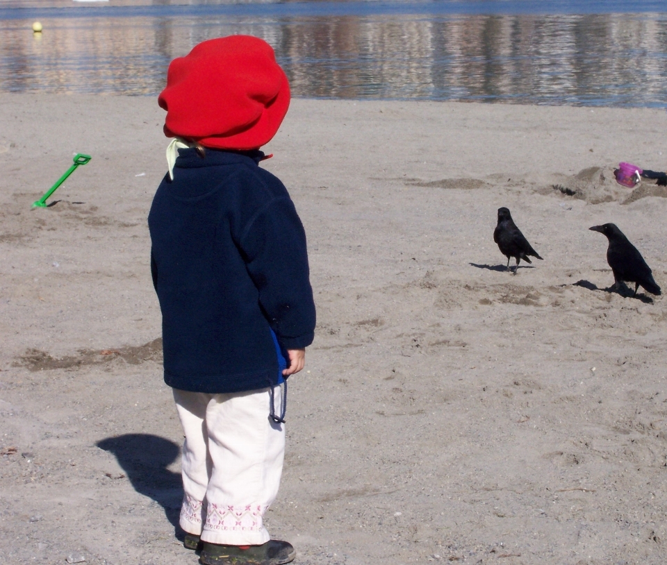 Beach sand bird vacation