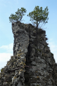 Фото дерево rock гора растение