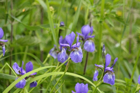 Nature grass plant meadow Photo