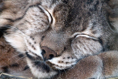 Wildlife zoo cat mammal Photo