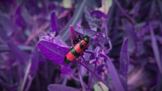 Zdjęcie Natura zakład fotografia kwiat