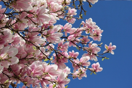 Zweig blüte anlage blume Foto