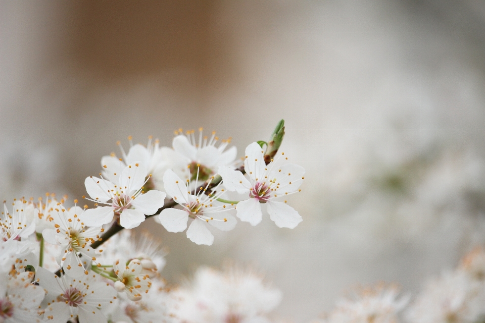 Nature branch blossom plant